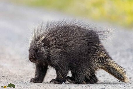 لحظه فرار بزرگ‌ترین جونده ایرانی از آتش‌سوزی جنگل هیرکانی دل مردم را به درد آورد! + فیلم