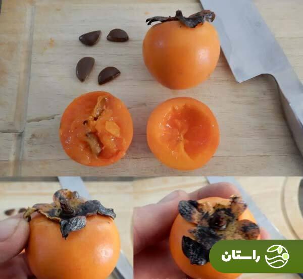 چرا بعضی از خرمالوها هسته دارند و بعضی دیگر ندارند؟