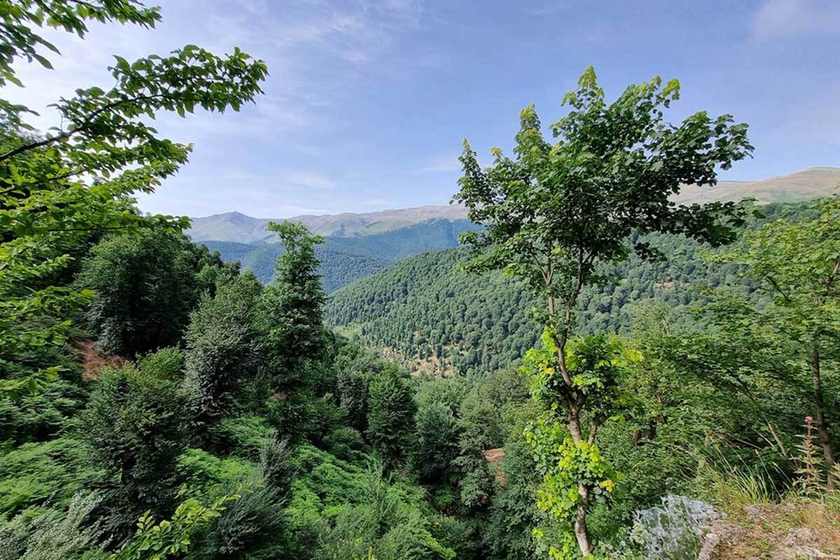 جنگل های هیرکانی قدیمی‌تر است یا هیمالیا؟