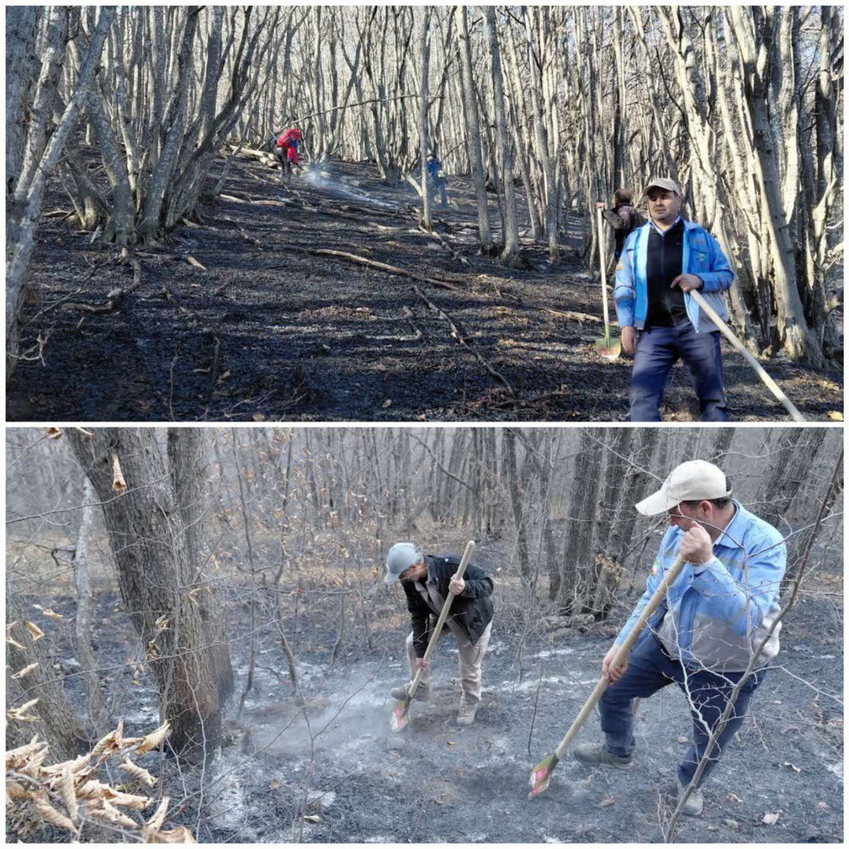 عکس یادگاری یک مسئول درحال خاموش کردن آتش جنگل؛ ژست صادق میکائیلی!