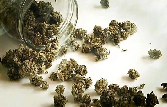 نشانه‌های ظاهری و روانی مصرف گل؛ اگر دوستی این علائم را داشت یعنی گل کشیده!