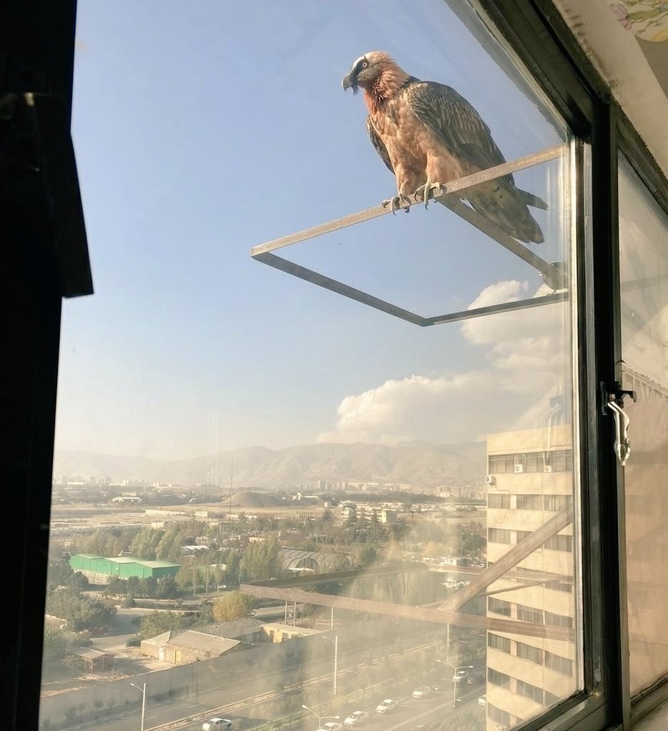 عکس| همای سعادت ساکنان تهران را غافلگیر کرد!