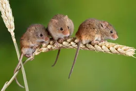 نتایج تحقیقات تازه؛ برخی موش‌ها ذاتا خیانتکارند!