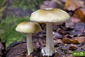 ویدئو | اصل ماجرای مرگ ۲ خواهر ساروی با مصرف قارچ سمی