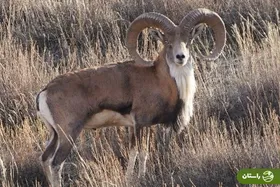 ویدئو |‌ قوچ اوریال زیبا و با شکوه در پارک ملی گلستان