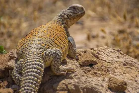 ویدئو | مشاهده سوسمار خاردم در پارک ملی سیاهکوه اردکان