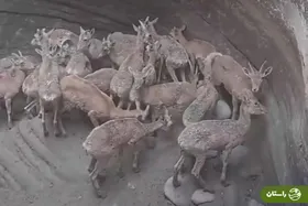 ویدئو | نجات ۲۴ راس کل، بز، قوچ و میش وحشی از گودالی در بستک