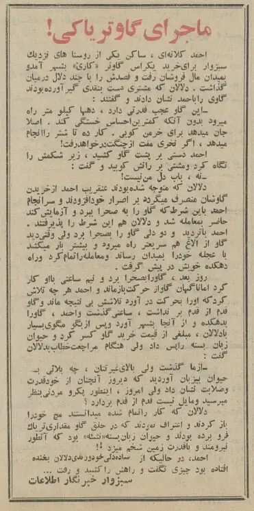 گاو تریاکی در سیرجان