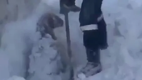 (ویدئو)  گرفتار شدن گوسفندان در برف یک متری در رابر کرمان