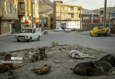 حمله وحشتناک سگ‌های ولگرد به ۲ کودک!