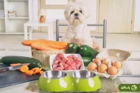 طرز تهیه ۱۰ غذای خانگی ساده و نسبتا ارزان برای سگ؛ غذای خانگی سگ باید شامل چه موادی باشد؟