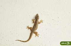 چگونه خانه بدون مارمولک داشته باشیم؟