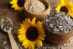 خواص بی‌نظیر تخمه آفتابگردان