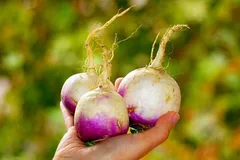 معجزه و فواید باورنکردنی ماسک شلغم برای پوست صورت