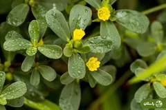 خرفه؛ چرا این سبزی خوشمزه، بسیار مقاوم و کم‌توقع سبزی مورد علاقه حضرت زهرا بود؟