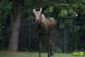 ویدئو | گوزن شمالی، مهمان غیرمنتظره محل دیدار ترامپ و پوتین