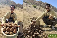 از کلوس تا دمبل؛ گران‌ترین سبزی‌های بهاری در ایران و خوشمزه‌ترین غذا‌هایی که با آنها می‌توان پخت