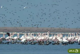 ویدئو |‌ گیلان، بهشت پرندگان مهاجر در برابر چالش‌های زیست‌محیطی