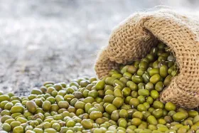 طبع ماش و خواص آن در طب سنتی