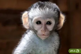 ویدئو | حرکت یک میمون در باغ‌وحش ارم مردم را غافلگیر کرد!