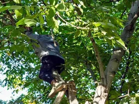 فوت ۵ نفر در اثر سقوط از درخت گردو در همدان