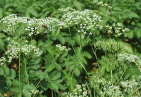 پاغازه یا کول‌خار: گیاه چند صد ساله کرمانشاهی که بیماری کبدی را درمان و گاو و گوسفندها را به شدت چاق می‌کند