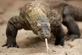 بکرزایی چیست؟ | جانورانی که بدون جفت‌گیری بچه به دنیا می‌آورند