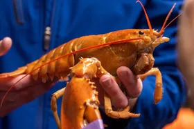 نجات شاه‌میگوی نارنجی فوق‌العاده کمیاب از زنده جوشیده شدن در قابلمه!