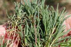 «سِمسِیل»؛ هدیه بهار به زمین‌های خشک و شور جنوب ایران که خوشمزه‌ترین املت و دمپختک جنوبی با آن درست می‌شود