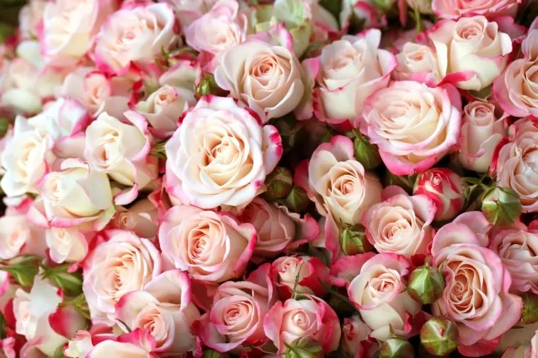 روز ولنتاین و حقایقی جالب درباره سنت‌های آن که نمی دانستید