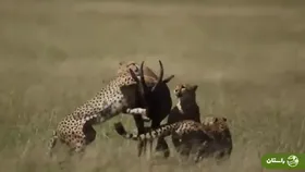 (ویدئو) یورش پنج یوزپلنگ به شاخ‌چنگی غافلگیرشده!