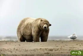 (عکس) آلبرت چاق؛ معروف ترین حیوان این روزها