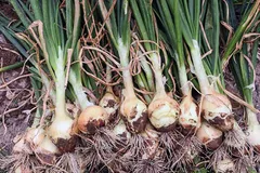 پیاز عنصل چیست و چه خواصی دارد؟‌