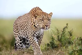 عکس | پلنگ صورتی در طبیعت دیده شد!