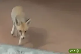 (ویدئو) ورود روباه بازیگوش به داخل یک خانه در بافق یزد