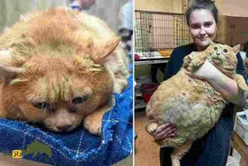 عکس |‌ مرگ کراشیک؛ چاق‌ترین گربه جهان با ۱۷ کیلو وزن در سن ۱۳ سالگی