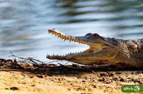 ویدئو |‌ ترفند شوکه‌کننده تمساح‌های اندونزیایی برای شکار انسان!