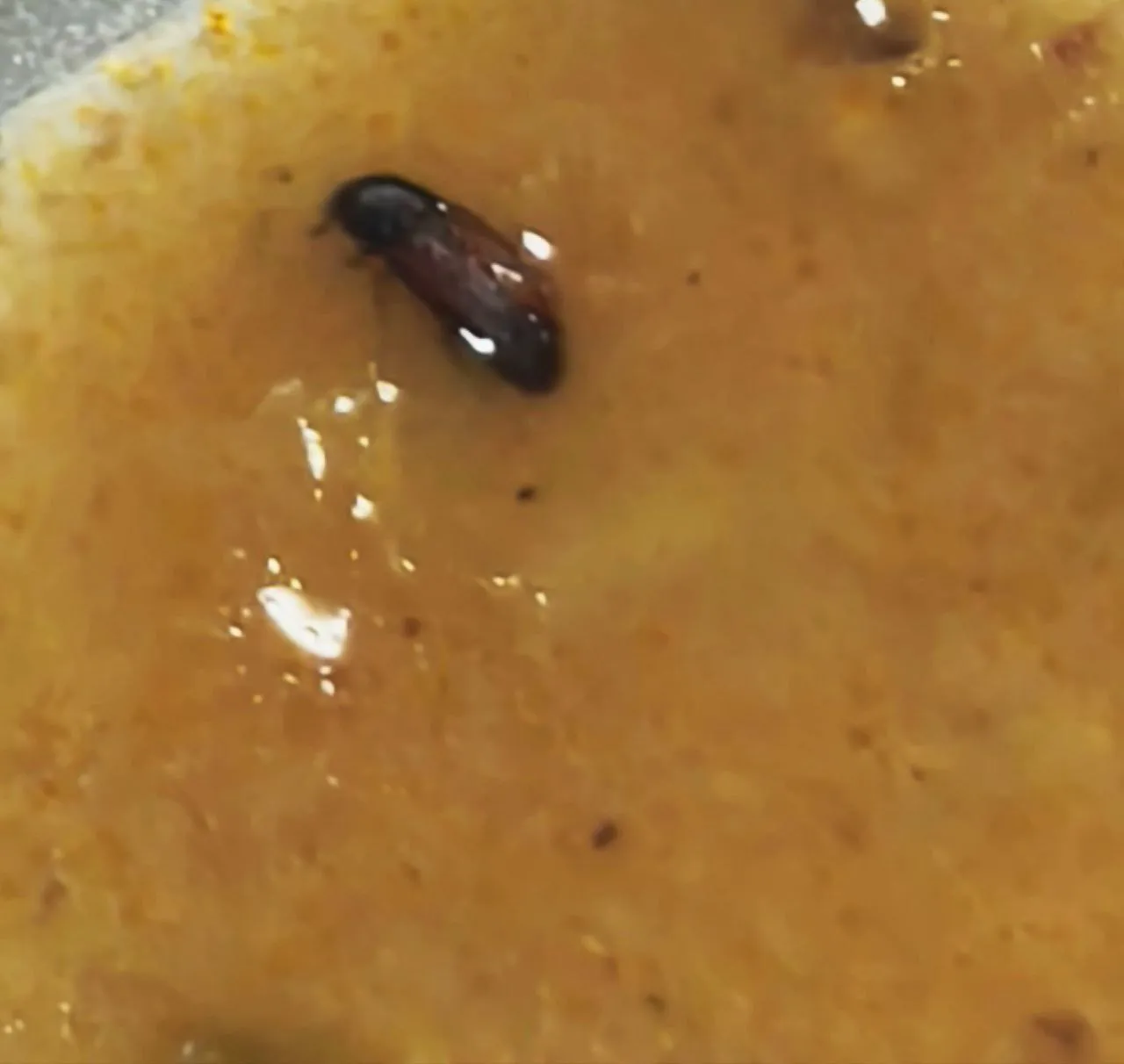 سوسک در غذای ظرف غذای یک دانشگاه سوسک در غذای ظرف غذای یک دانشگاه