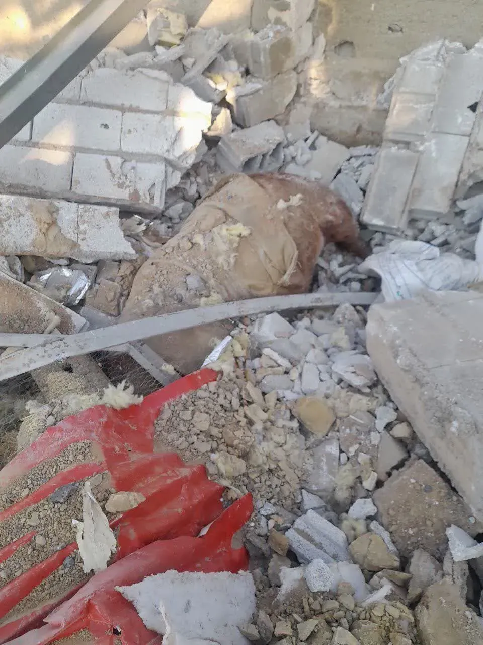 حمله به مرکز نگهداری اسب