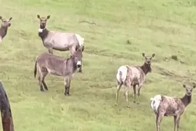  الاغ گم‌شده پس از ۵ سال در میان یک گله گوزن وحشی پیدا شد