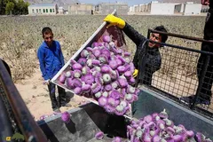 خار پیرزن؛ گیاهی جادویی که خارمریم نیست و با آن ترشی بسیار خوشمزه‌ای درست می‌شود و کاشت آن پولساز است