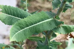 کاهوی تریاکی؛ گیاه خارداری خاصیت تریاک دارد و نشئه کننده است و می‌تواند نقش قطب‌نما را بازی کند