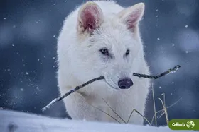 عکس | بازگشت «گرگ وحشت» به زمین پس از ۱۰ هزار سال؛ دانشمندان گونه منقرض‌شده را به حیات برگرداندند