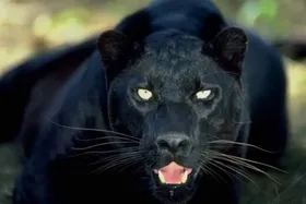 ویدئو | اولین توله جگوار سیاه در ایران متولد شد