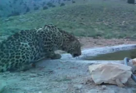 ویدئو | آب خوردن پلنگ ایرانی در حمام خرس قهوه‌ای