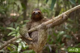 عکس‌ | شیرین‌کار‌ی‌های بامزه حیوانات؛ از تنبل‌ گیتاریست تا زرافه سه‌سر