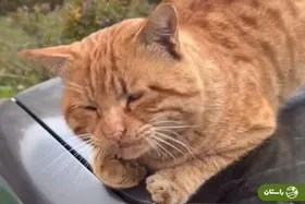 ویدئویی عجیب و پربازدید از یک گربه در رشت که درخواست کباب می‌کند!