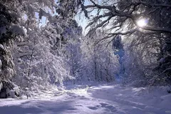 تصاویر کارت پستالی از بارش برف در شمال ایران