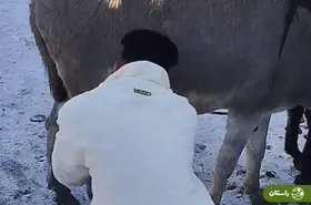 ویدئو | فروش شیر خر در جمعه بازار همدان!