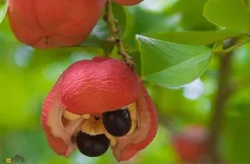 میوه آکی؛ میوه‌ای عجیب که هم آدم می‌کشد و هم می‌شود با آن خوشمزه‌ترین صبحانه جهان را درست کرد